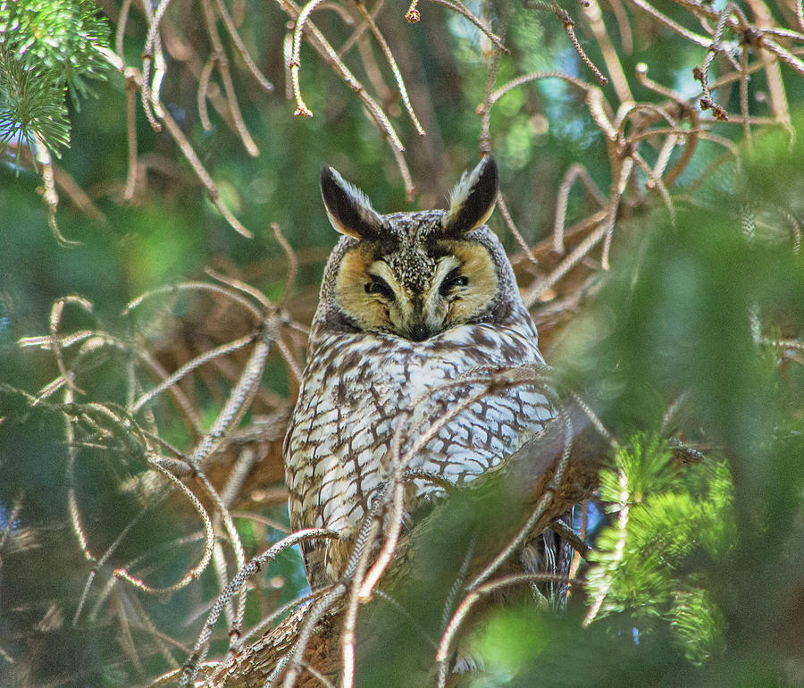 Long-eared Owl - NJ Photograph by Scott Miller