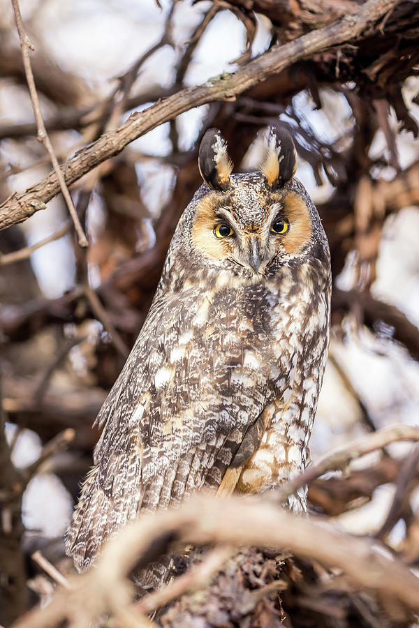 Bird Photograph - Long Eared Owl by Paul Schultz