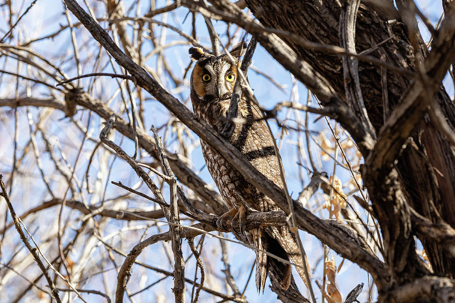 Long Eared Owl Paying Close Attention Photograph by Tony Hake