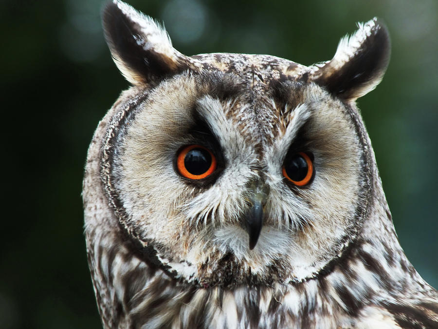 Long-eared Owl Portrait Photograph by James Dower - Fine Art America