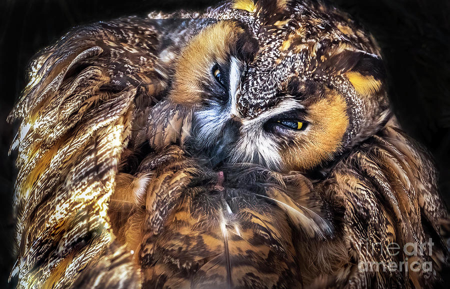 Long-eared Owl Preening Photograph by Sandra Rust