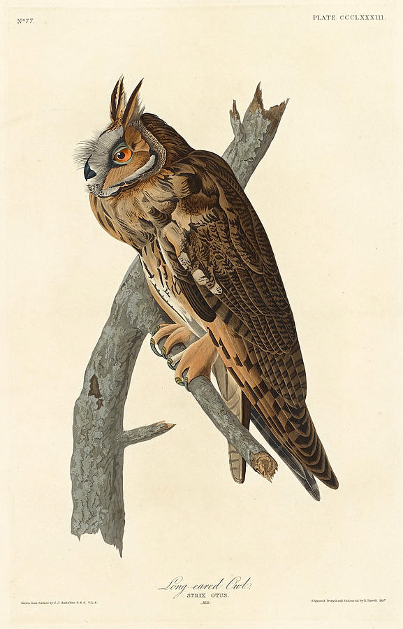 Long-eared Owl Drawing by Robert Havell