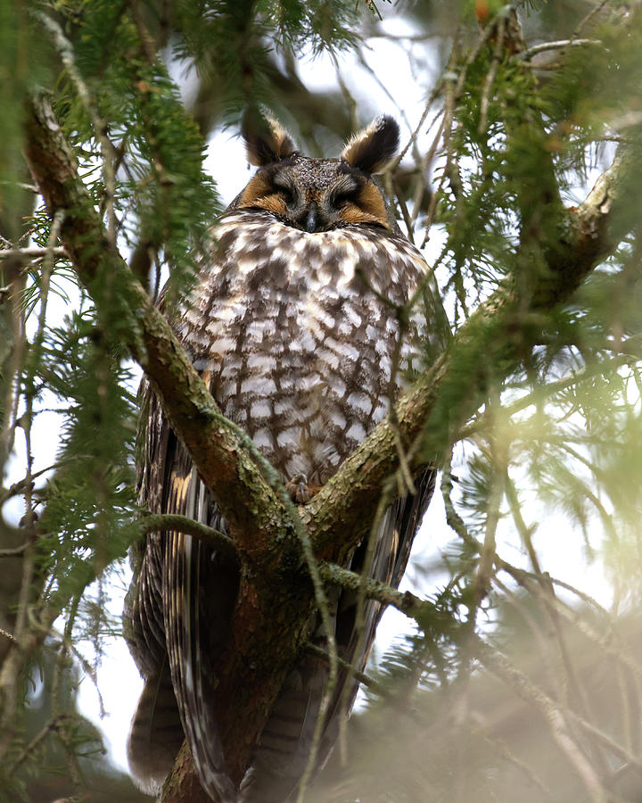 Long Eared Owl Sleeping in Pine Photograph by Flinn Hackett
