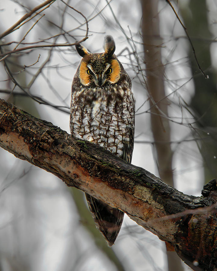 Long eared Owl Staredown Photograph by Timothy McIntyre
