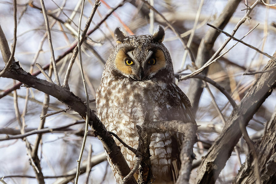 Long Eared Owl Stares Ahead Photograph by Tony Hake