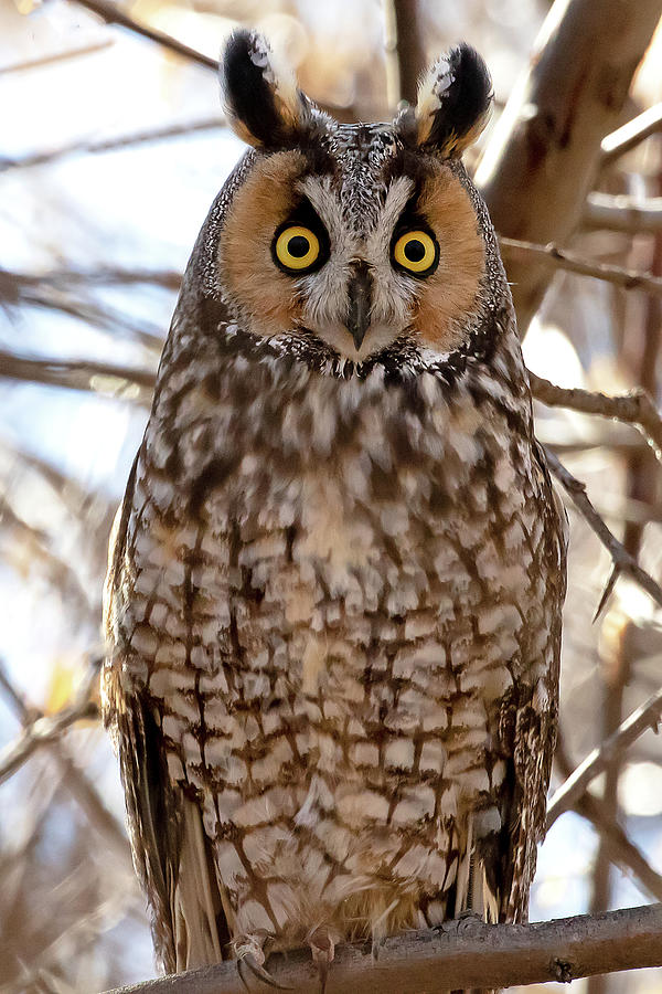 Long-eared Owl Surprise #1 Photograph by Mindy Musick King