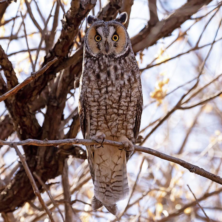 Long-eared Owl Surprise #2 Photograph by Mindy Musick King