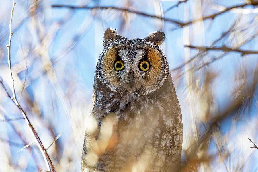 Long Eared Owl Up Close and Head On Photograph by Tony Hake