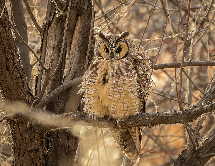 Long Eared Owl Photograph by Vicki Stansbury