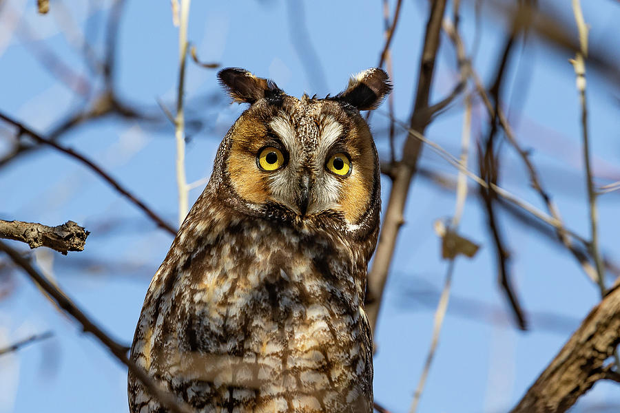 Long Eared Owl With Eyes Wide Open Photograph by Tony Hake