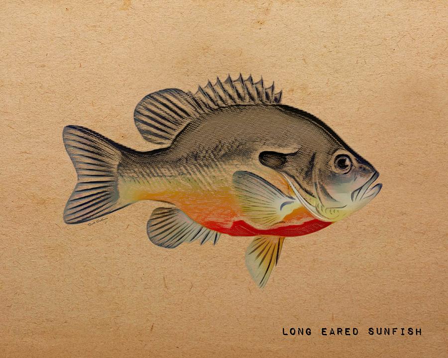 Long Eared Sunfish Color Sketch Aquatic Portrait Digital Art by Scott