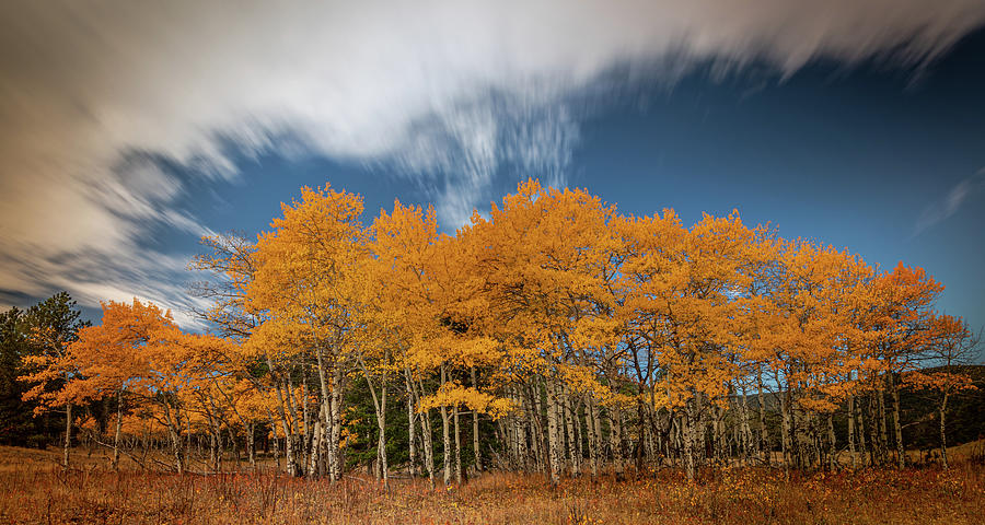 Long Exposure of Aspens Photograph by Kevin Schwalbe