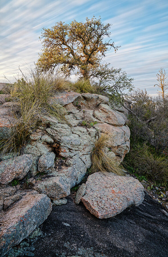 Sunset Photograph - Long Exposure of Lone Oak and Granite on top of Enchanted Rock Central Texas Hill Country  by Silvio Ligutti