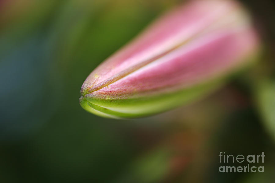 Lily Photograph - Long Face Lily Flower  by Joy Watson