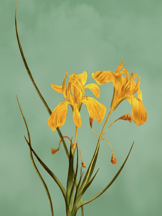 Long flowered moraea flower on Misty Green With Dry Brush Effect Mixed Media by Movie Poster Prints