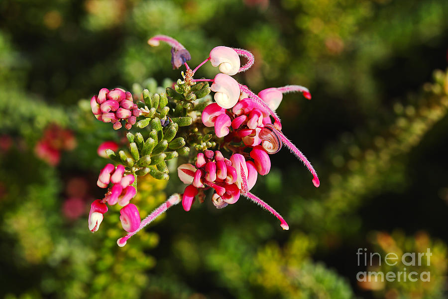 Long Flowering Grevillea Photograph by Joy Watson