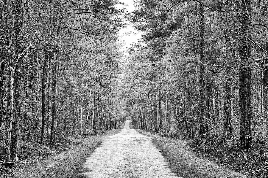 Long Forest Road - Croatan Photograph by Bob Decker