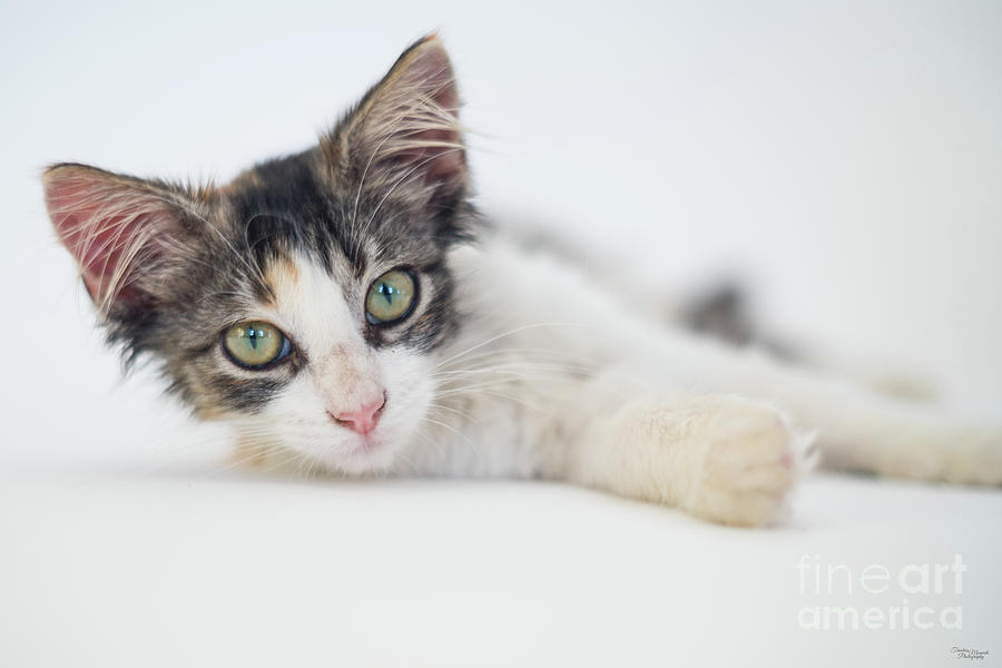 Long Haired Calico Kitten Photograph by Jennifer White