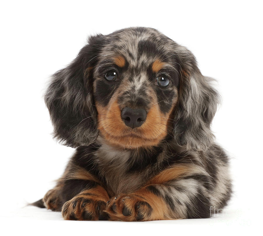 Long-haired Dapple Dachshund puppy Photograph by Warren Photographic - Fine  Art America