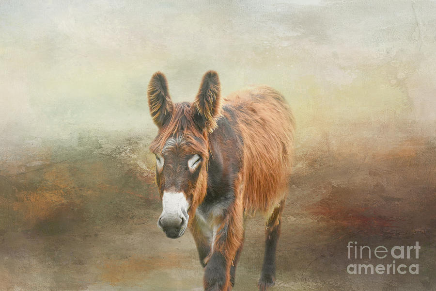 Long Haired Donkey One Mixed Media by Elisabeth Lucas | Fine Art America