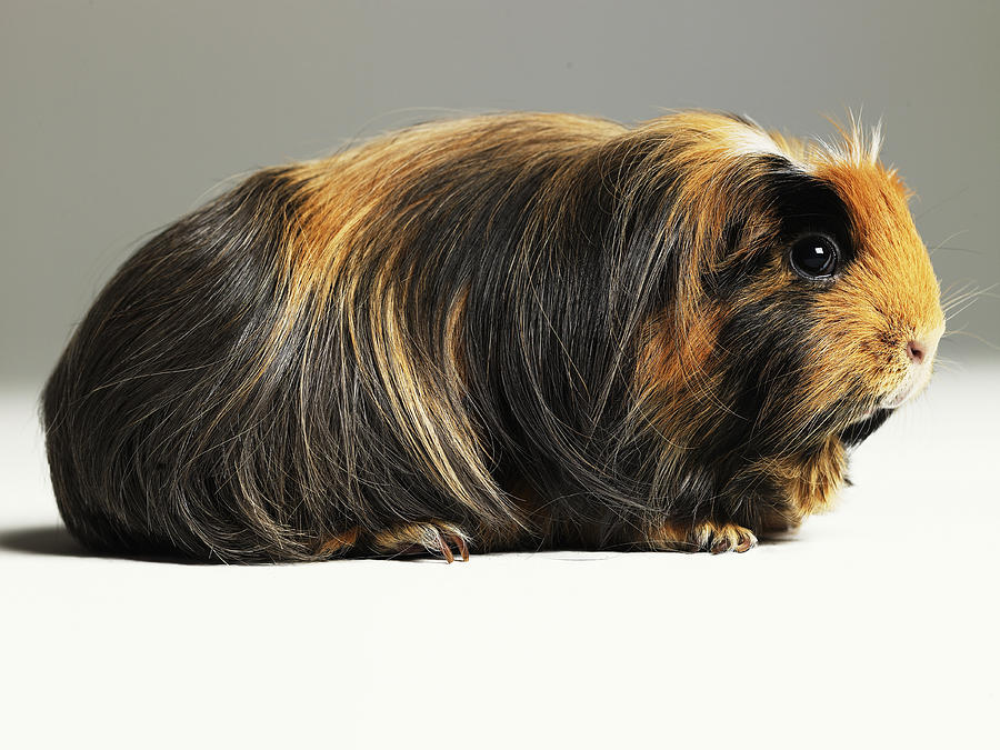 Long haired ginger, black and white guinea pig Photograph by Michael Blann