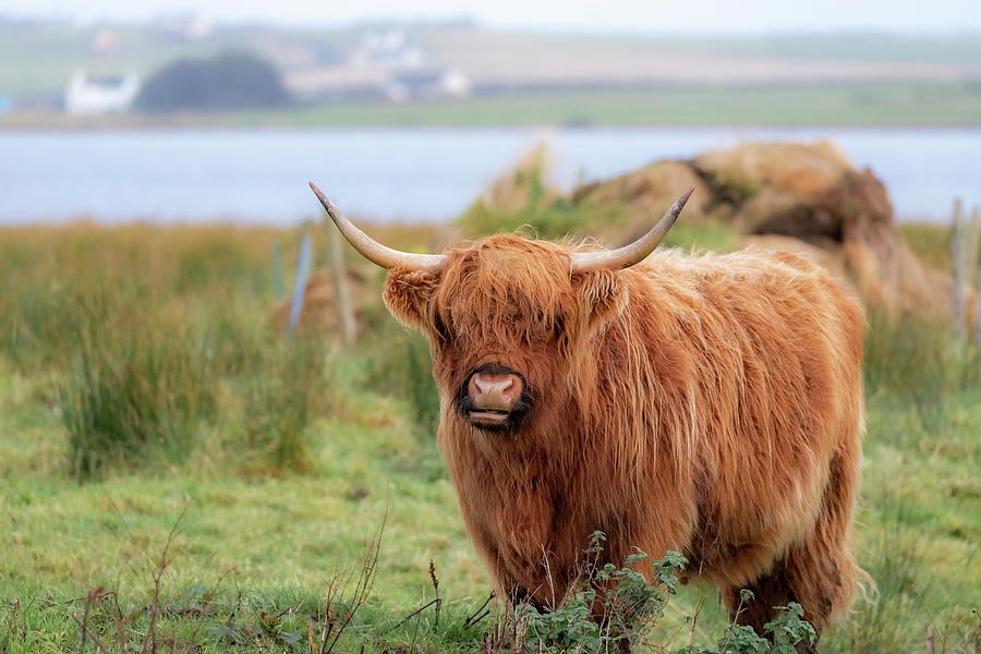 Long haired Highland cattle - Highland cow, Highlander, Heilan coo ...