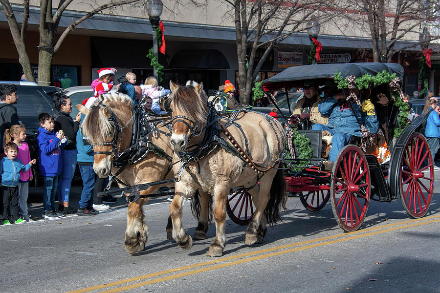 Long haired horses pulling carriage Photograph by Carol Schultz - Fine ...