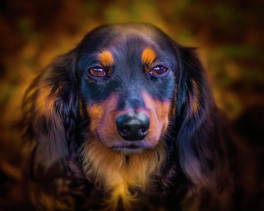 Long Haired Male Dachshund Photograph by Mark Andrew Thomas