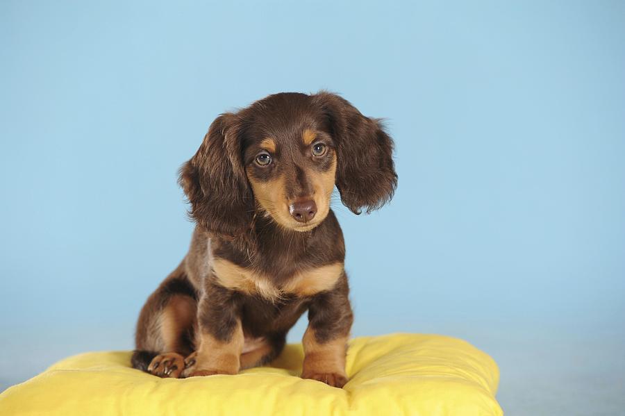 Long Haired Miniature Dachshund (Canis lupus familiaris), brown, puppy on pillow, studio shot Photograph by Sabine Schurhagel