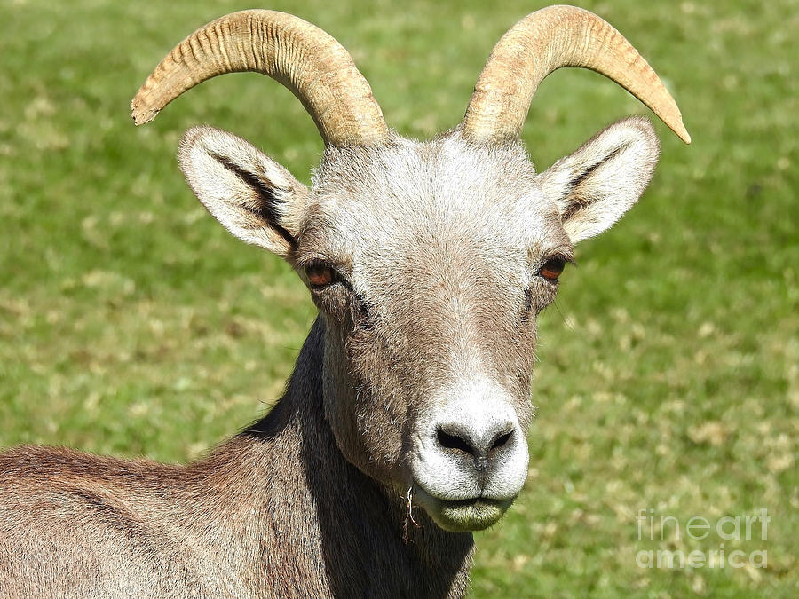 Long Horned Sheep Snacking Photograph by Beth Myer Photography