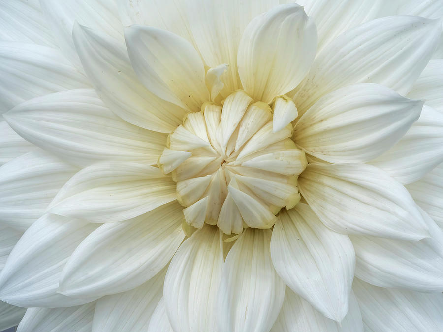 Long Island Dahlia Photograph by Matthew Pecorella - Fine Art America