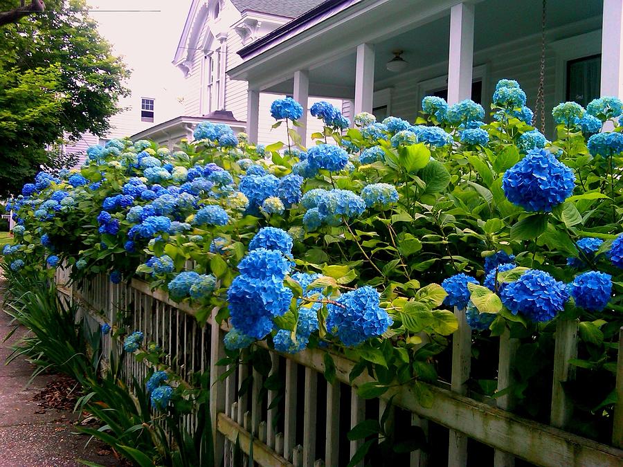 Long Island Hydrangeas Photograph By Katy Werner - Fine Art America