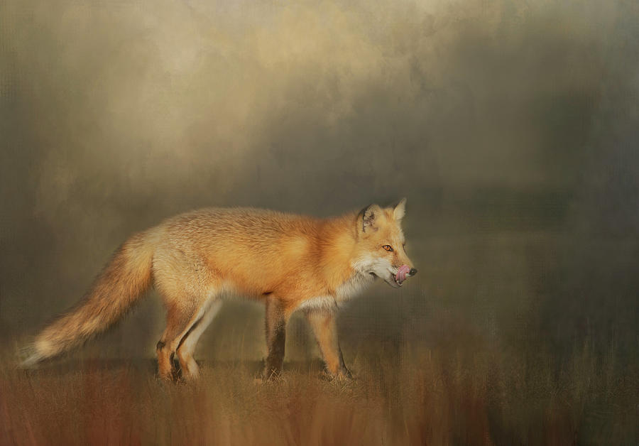 Long Island NY Red Fox Fine Art Print by Jackie Connelly-Fornuff