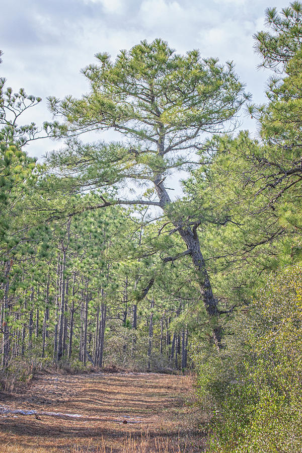 Nature Photograph - Long Leaf Pine in the Cedar Island Wildlife Refuge by Bob Decker