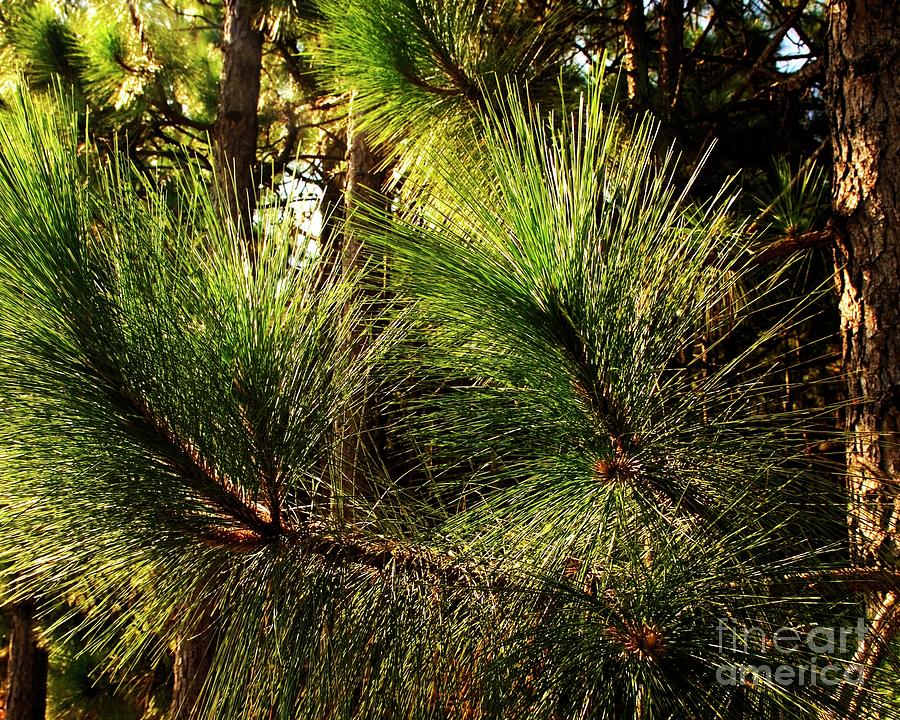 Long Leaf Pines Photograph by Bob Pardue