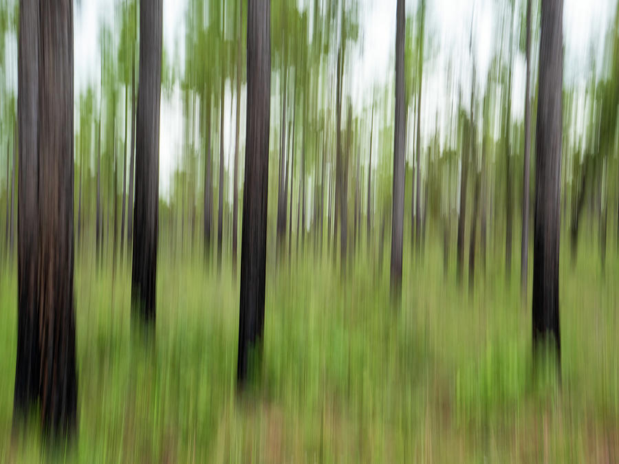 Long Leaf Pines in Motion at Mike Roess Gold Head Branch State Park, Florida Photograph by Dawna Moore Photography
