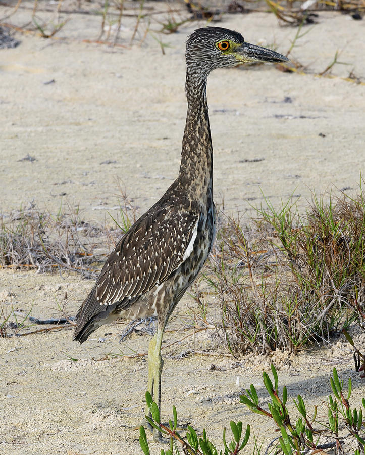 Long Leg Small Bird Photograph by Justin Richard Batten - Pixels