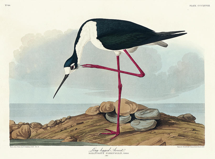 Long legged Avocet from Birds of America Painting by MotionAge Designs Long legged Avocet from Birds of America Painting by MotionAge Designs