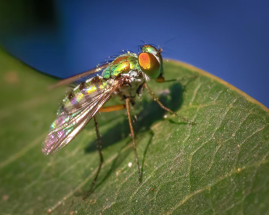 Long Legged Fly on Leaf Photograph by Mark Andrew Thomas