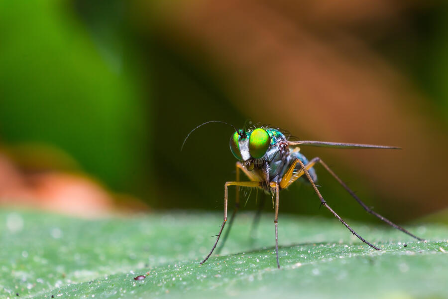 Long-legged fly Photograph by Teptong