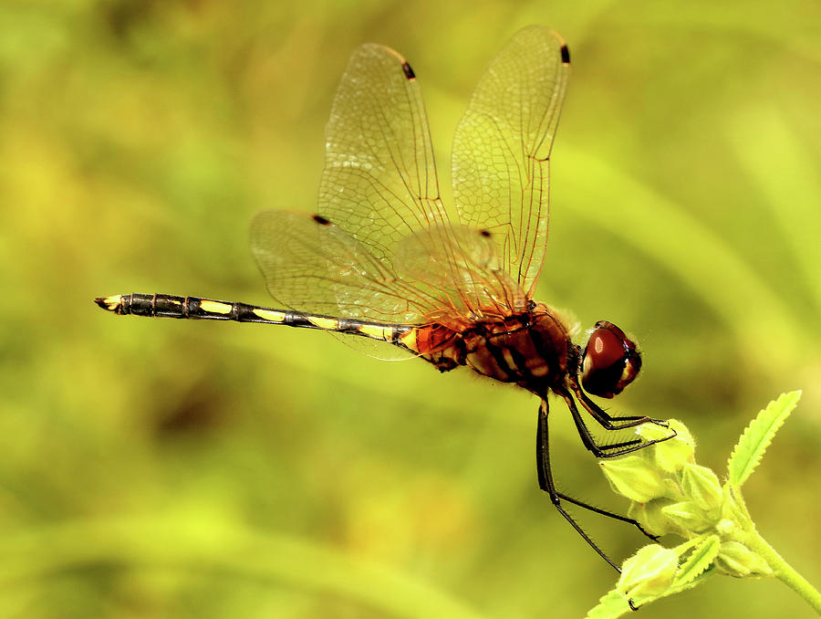 Long Legged Marsh Glider Dragonfly Photograph by Muralidhar ...