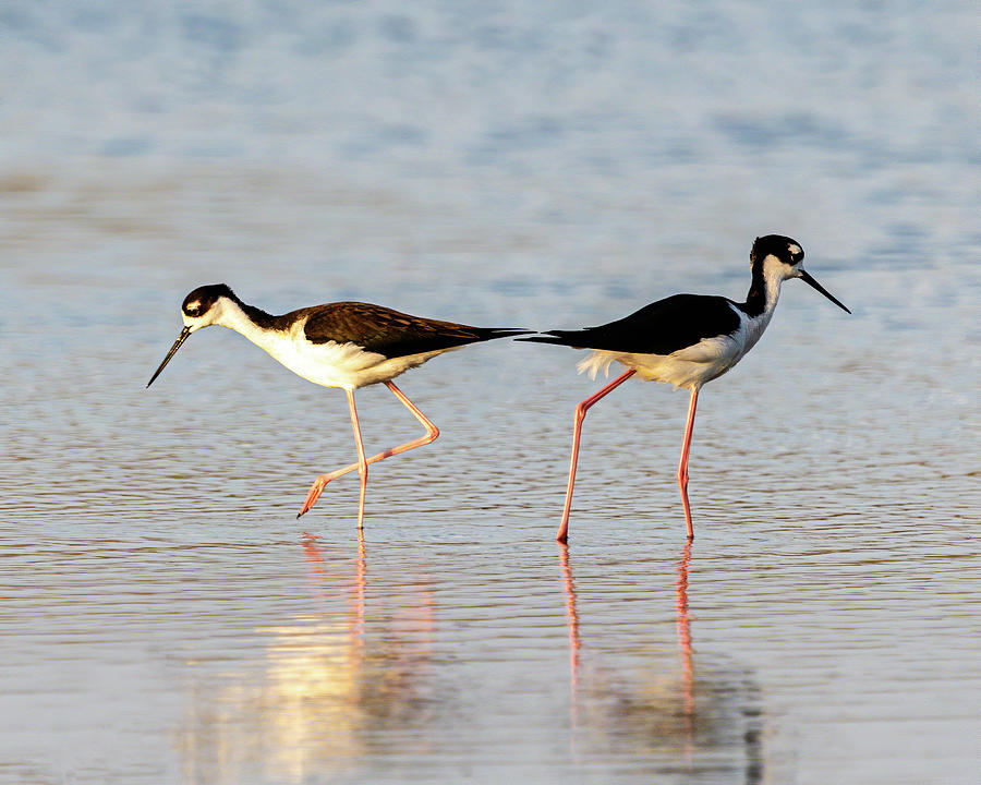 Long legged Stilts Photograph by Brent Doolittle Fine Art America