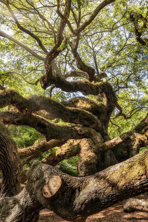 Long Limbs Photograph by DCat Images - Fine Art America