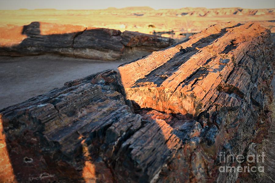 Long Log, Wide Horizon - Petrified Forest Photograph by Leslie M Browning