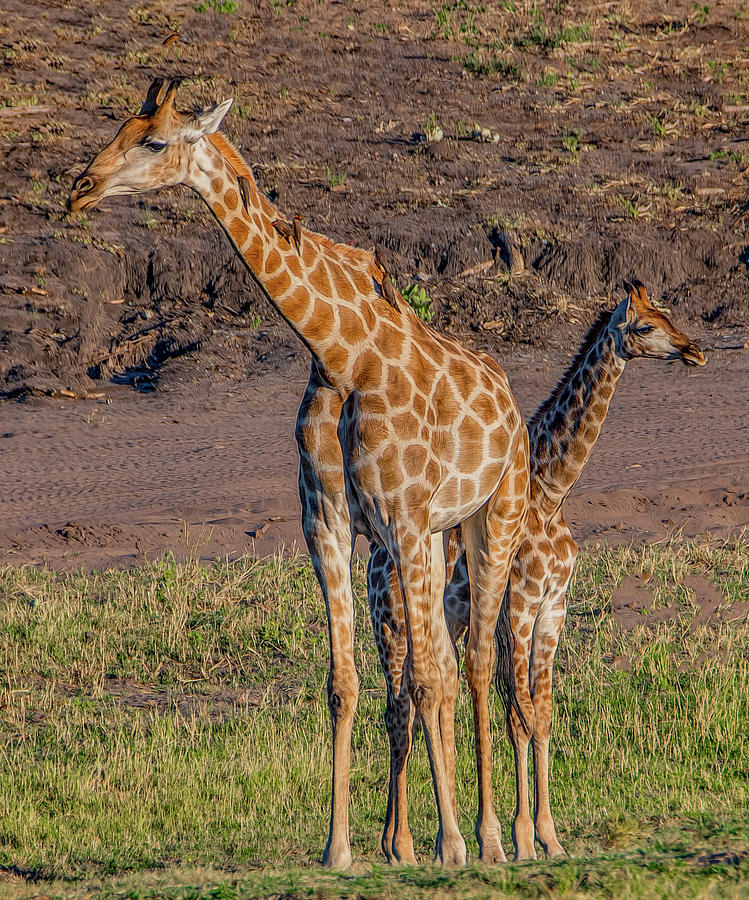 Long Necks and Long Legs in Botswana Photograph by Marcy Wielfaert