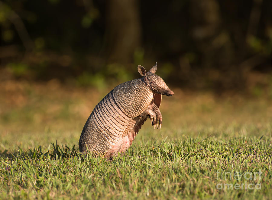 Long-nosed Armadillo Standing And Watching Photograph by Zina Stromberg