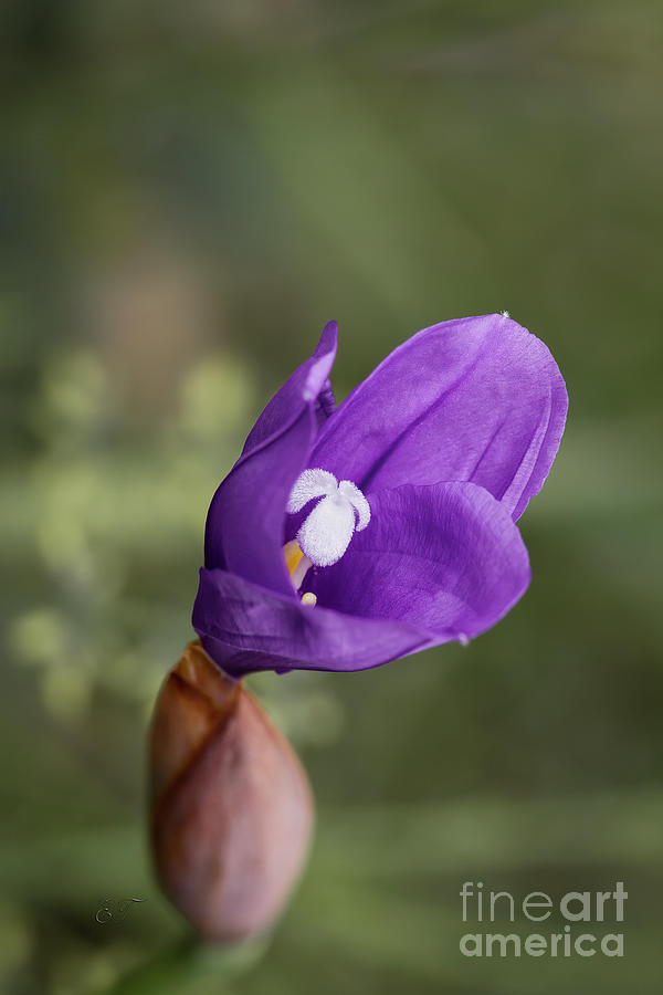 Long Purple Flag - Patersonia occidentalis Photograph by Elaine Teague