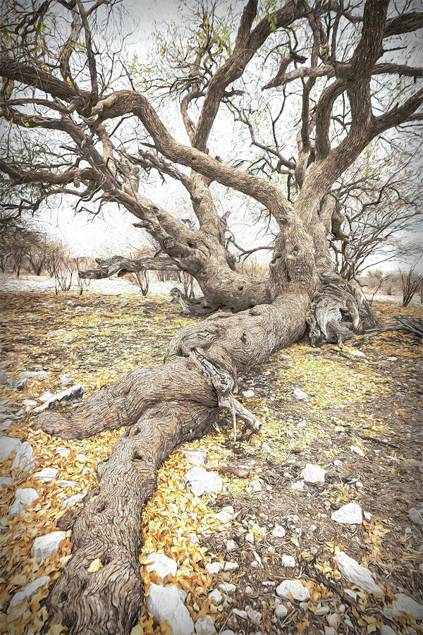 Long Roots of a Tree in Kalahari Desert Photograph by Belinda Greb