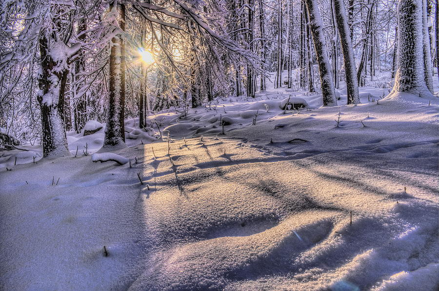 Long Shadows In The Snow Photograph by Dale Kauzlaric