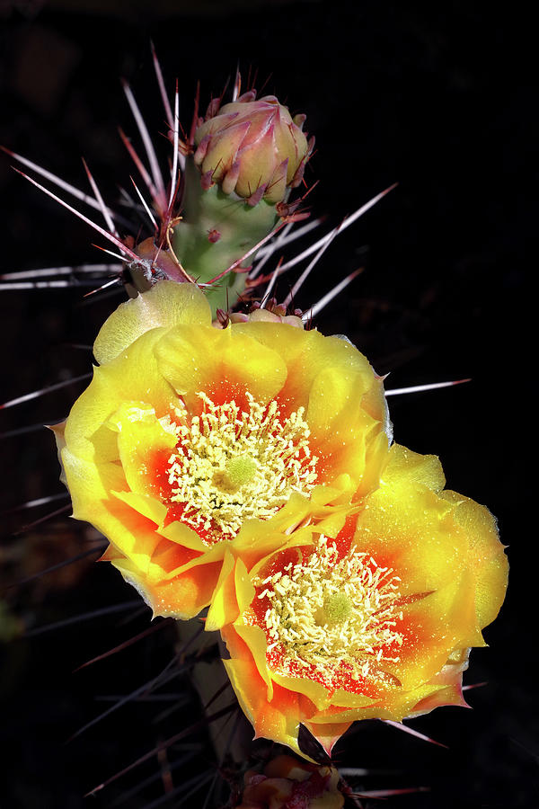 Tucson Photograph - Long-spined Prickly Pear Flowers And Bud by Douglas Taylor